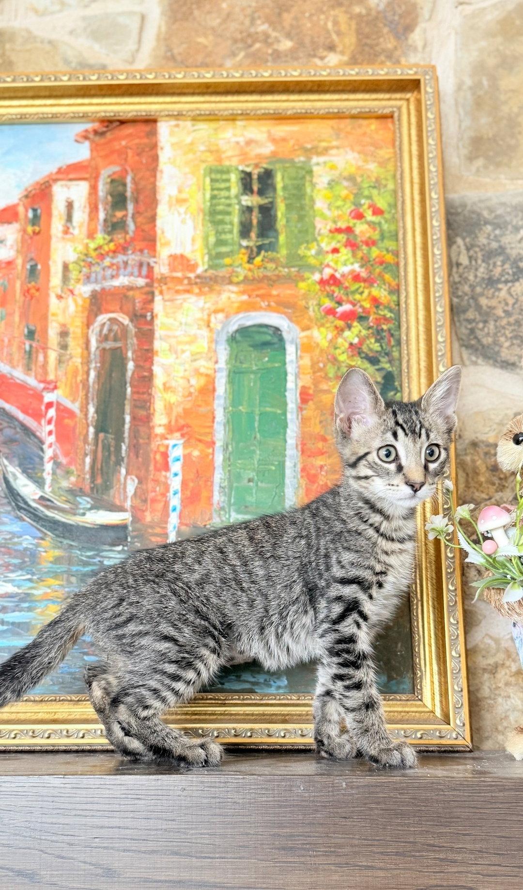 Zebra cake, Adoptable, Kitten Male Domestic Short Hair.