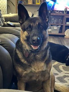 Grace, Adoptable, Adult Female German Shepherd Dog.