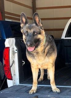 Grace, a Adoptable German Shepherd Dog in Polson, MT image 2/3