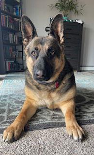 Grace, a Adoptable German Shepherd Dog in Polson, MT image 3/3