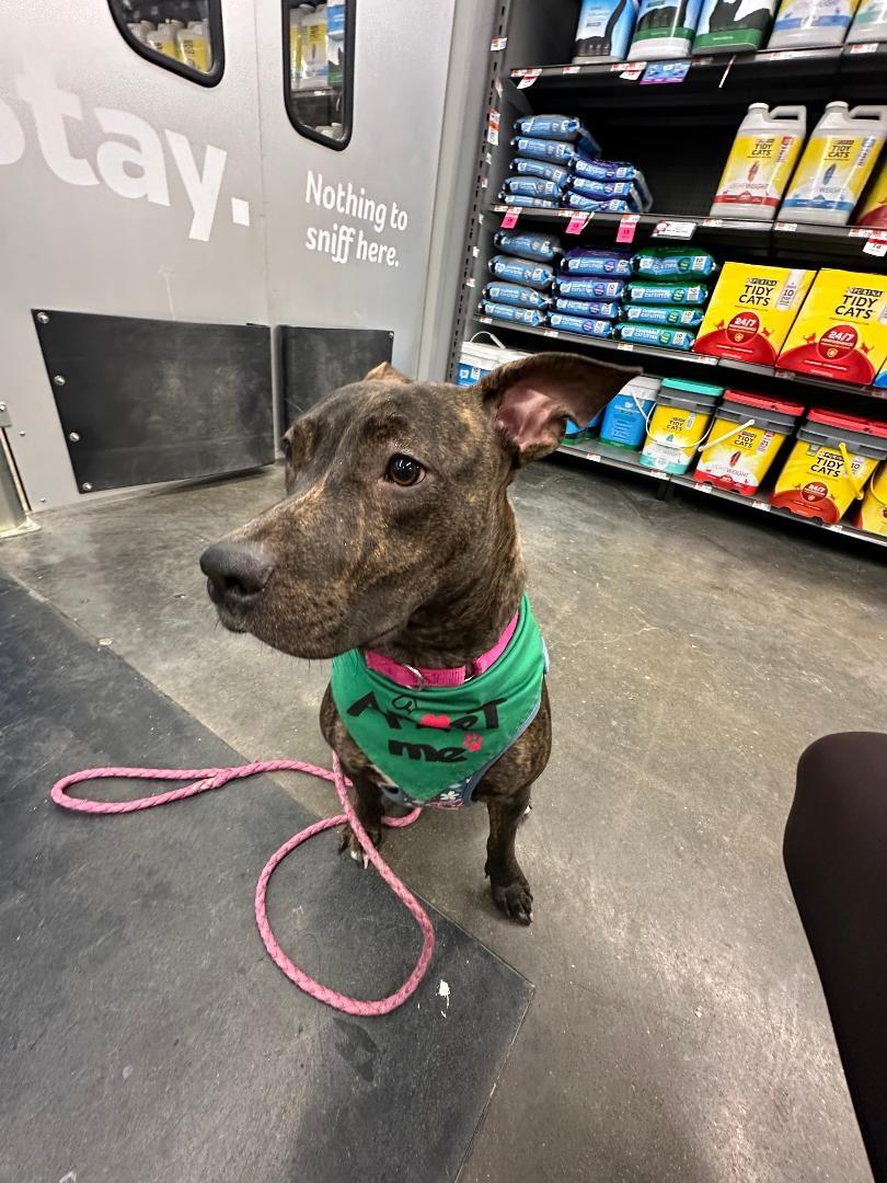 Arya, a Adoptable mixed breed in Wadsworth, OH image 6/6