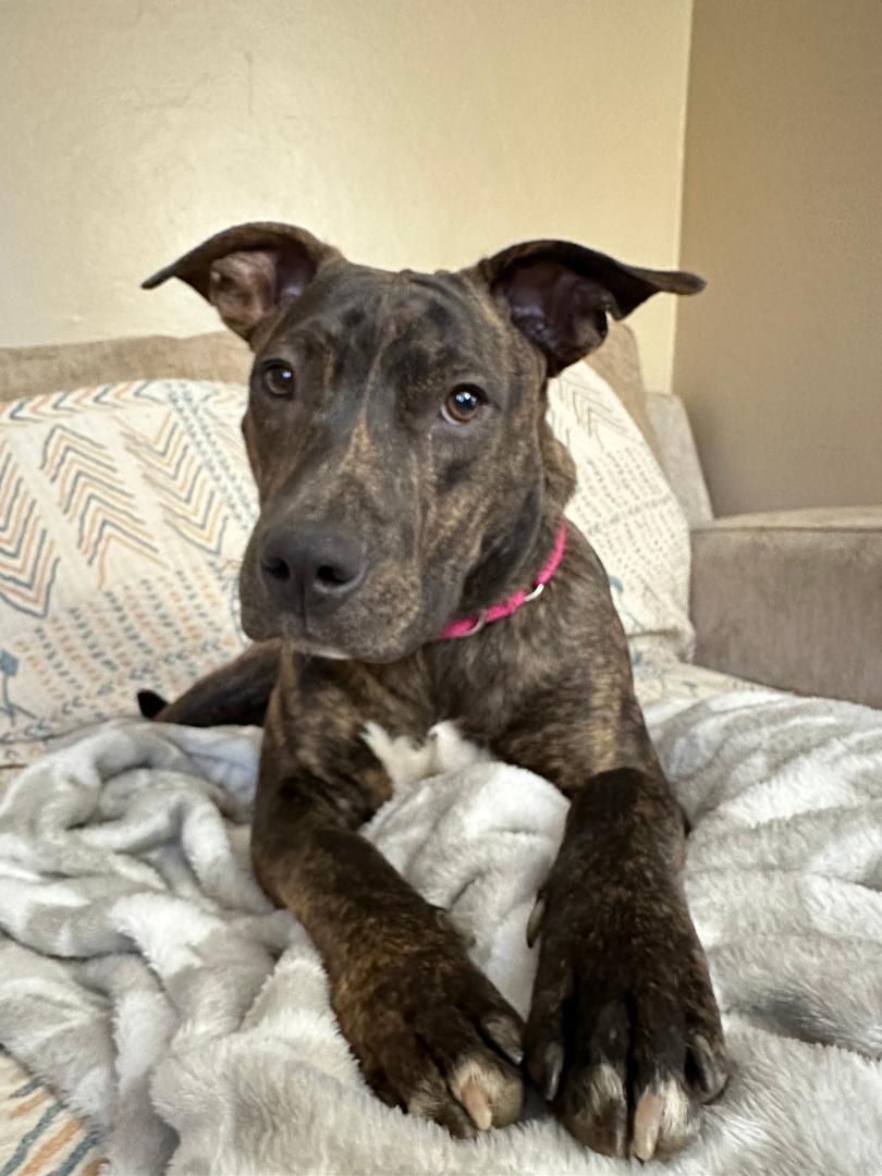 Arya, a Adoptable mixed breed in Wadsworth, OH image 4/6
