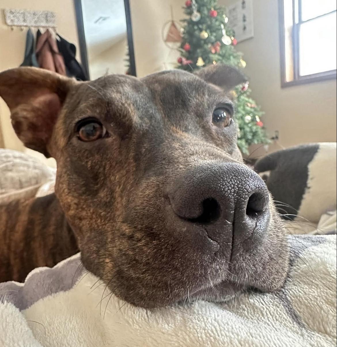 Arya, a Adoptable mixed breed in Wadsworth, OH image 1/6