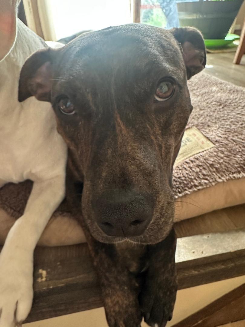 Enlarge Arya, a Adoptable mixed breed in Wadsworth, OH image 6/6