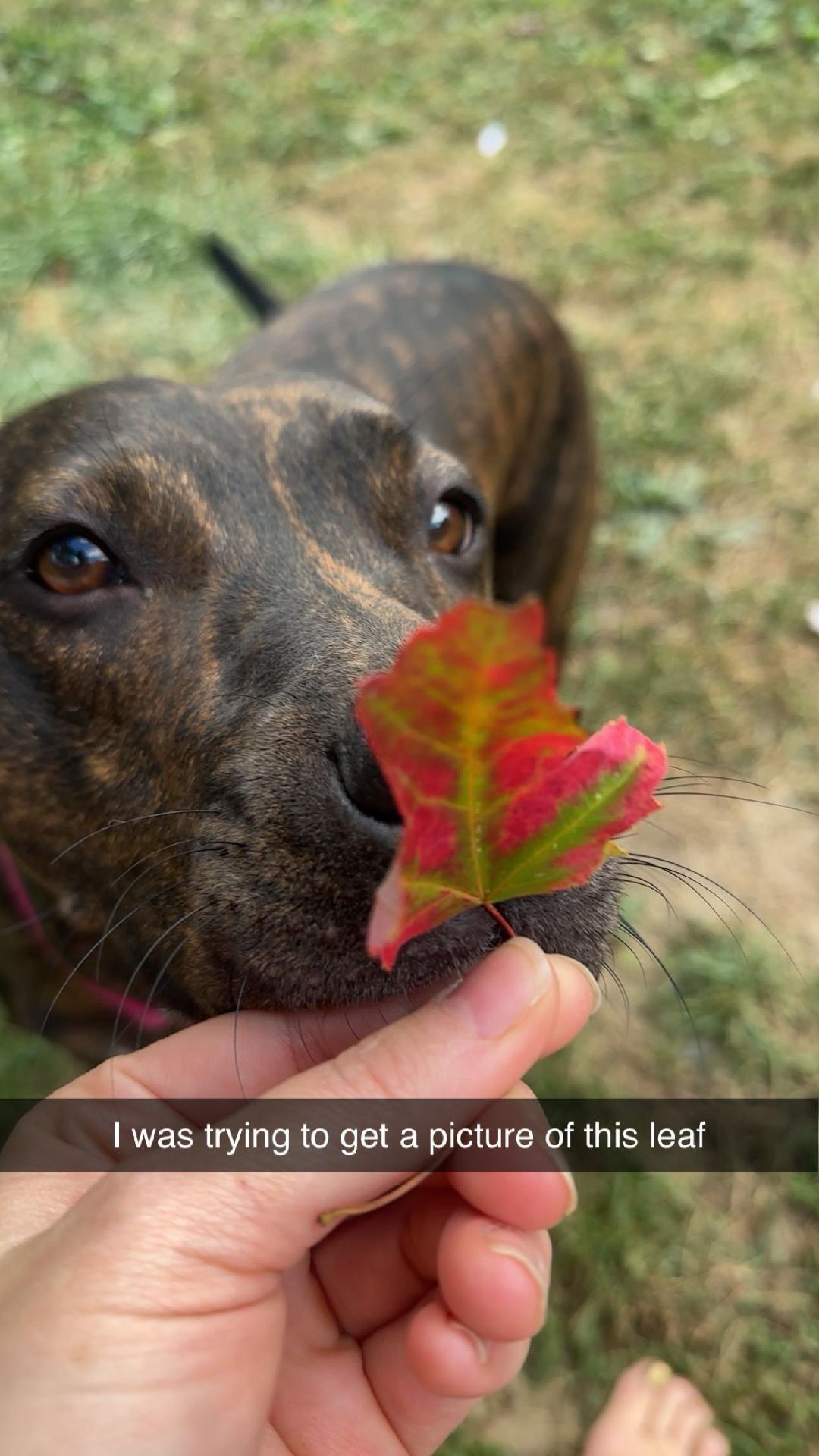 Enlarge Arya, a Adoptable mixed breed in Wadsworth, OH image 5/6