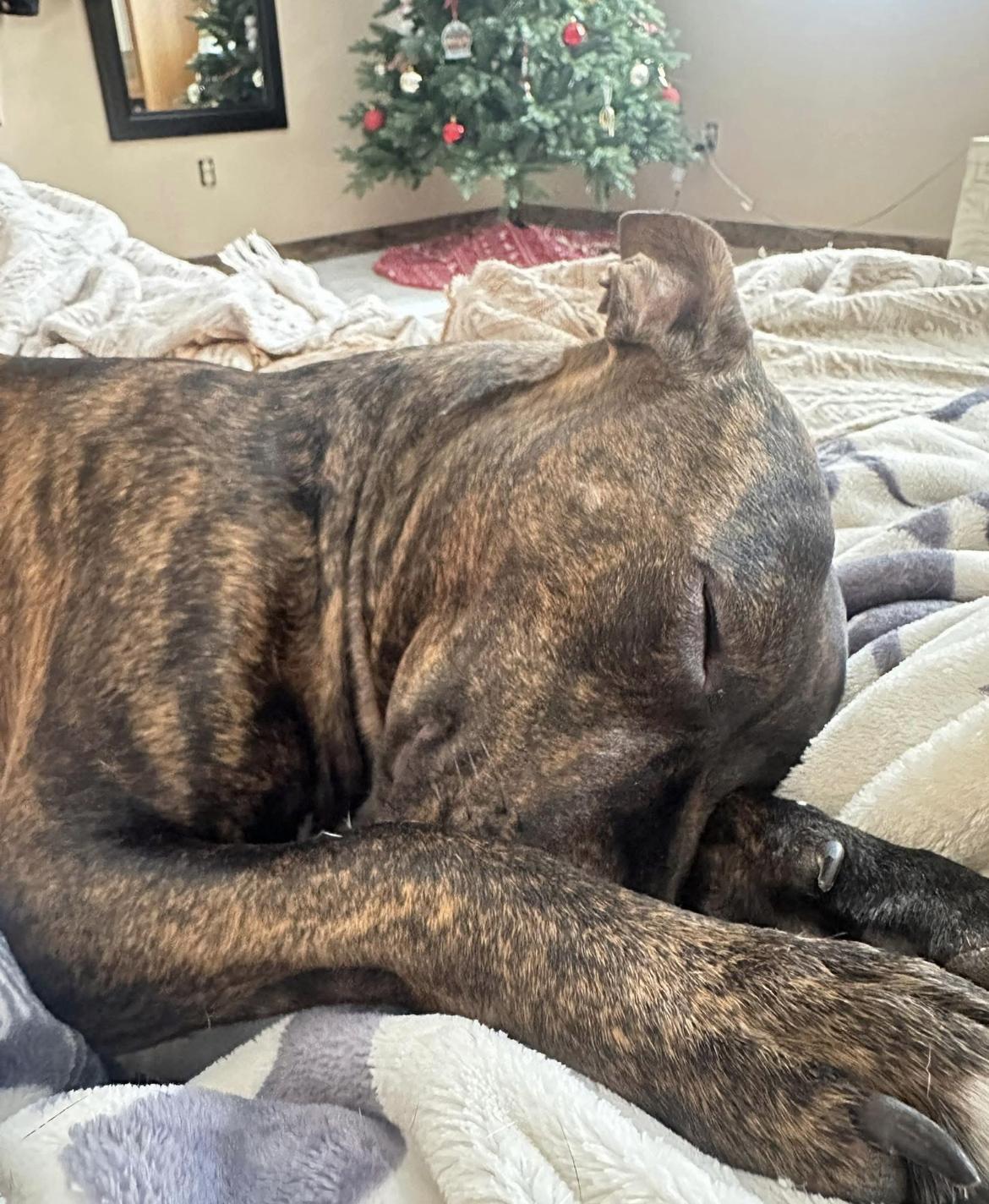 Arya, a Adoptable mixed breed in Wadsworth, OH image 2/6