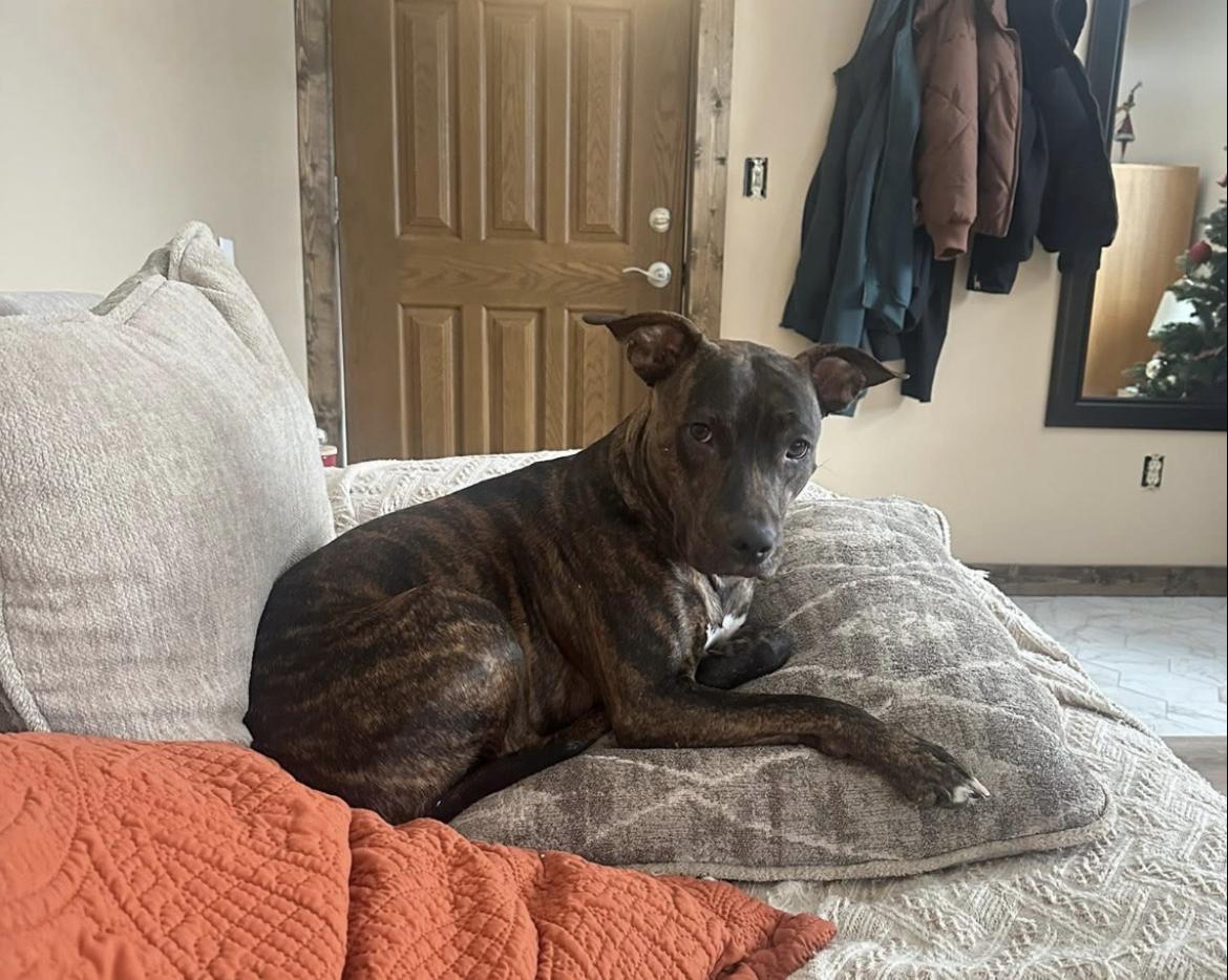 Arya, a Adoptable mixed breed in Wadsworth, OH image 3/6