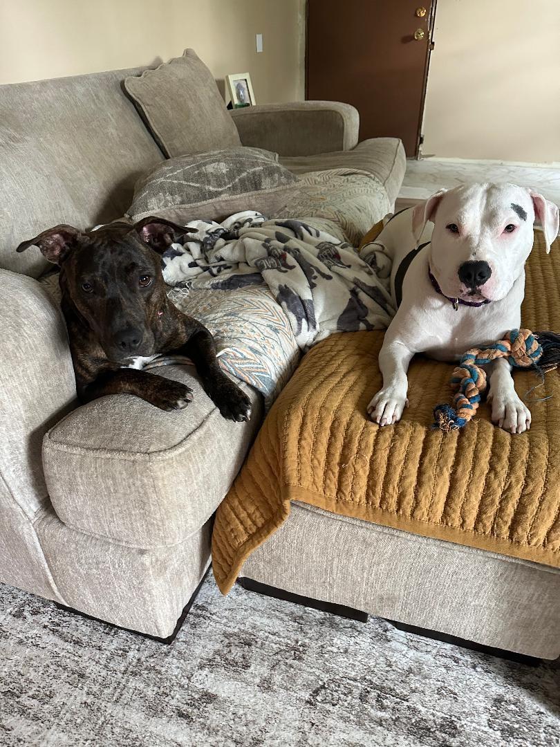 Enlarge Arya, a Adoptable mixed breed in Wadsworth, OH image 3/6