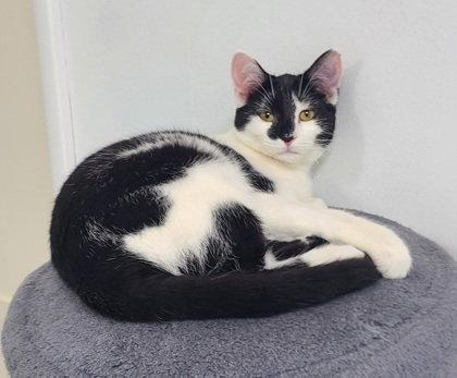 Enlarge 7069 (Miny), a Adoptable Domestic Short Hair in Lake City, MI image 1/1