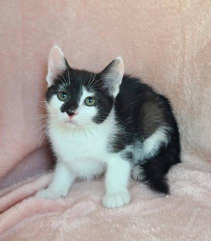 Enlarge 7069 (Miny), a Adoptable Domestic Short Hair in Lake City, MI image 1/1