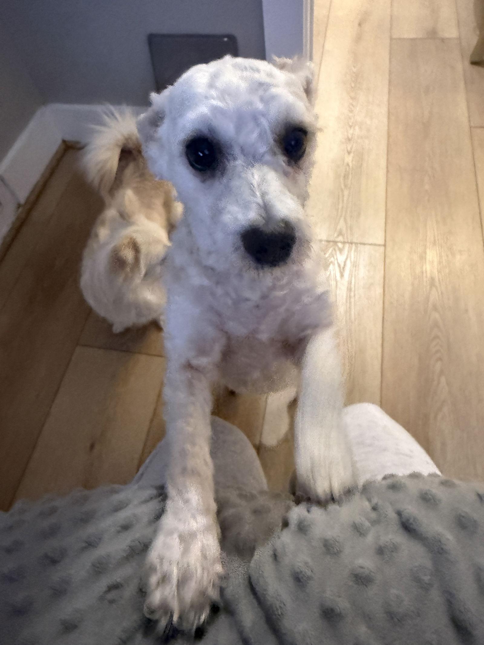 Dezi Arriving thumbnail 2