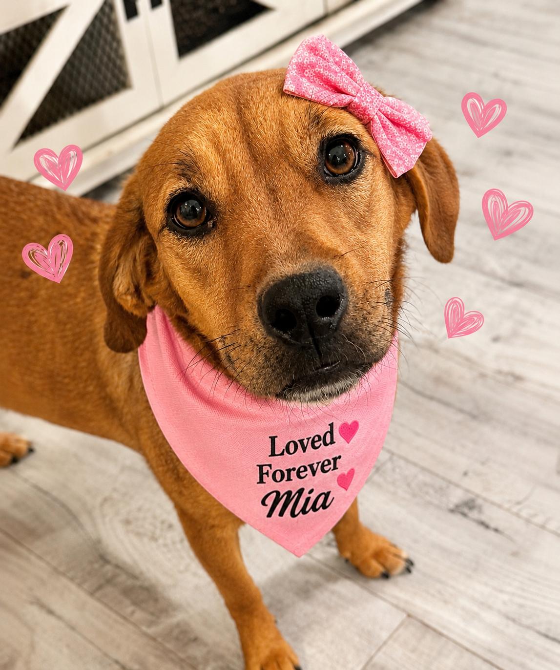Magic Mia , a ADOPTABLE mixed breed in shepherd, TX image 2/3