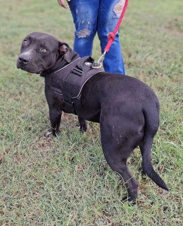 Charlie, a Adoptable mixed breed in Mountain View, AR image 1/3