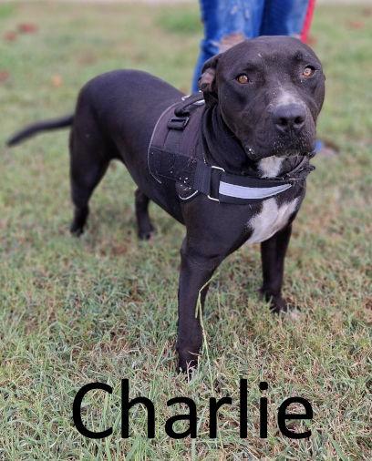 Charlie, a Adoptable mixed breed in Mountain View, AR image 2/3