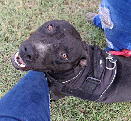 Charlie, a Adoptable mixed breed in Mountain View, AR image 3/3