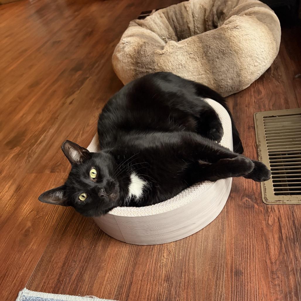 Tui, a Adoptable Domestic Short Hair in Middle Village, NY image 1/6