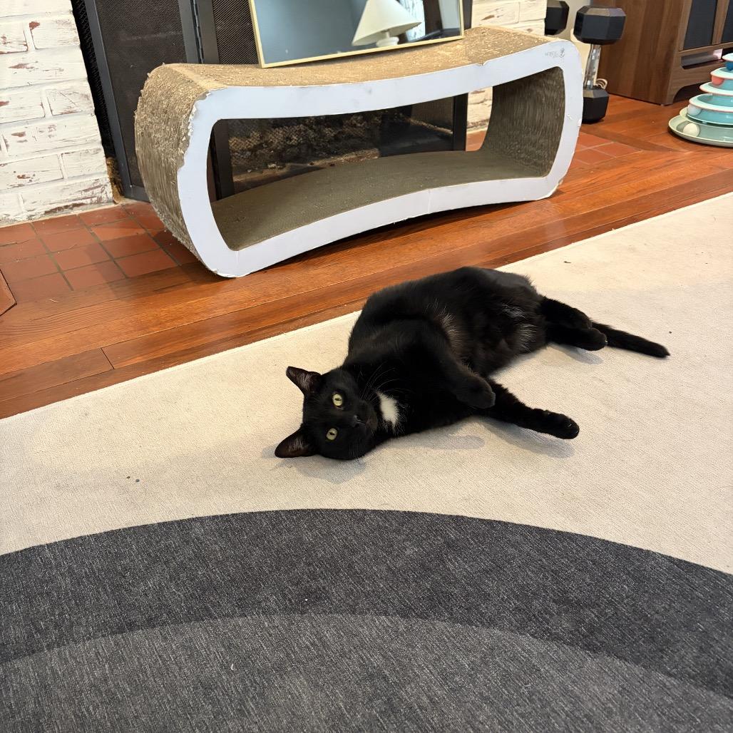 Tui, a Adoptable Domestic Short Hair in Middle Village, NY image 2/6