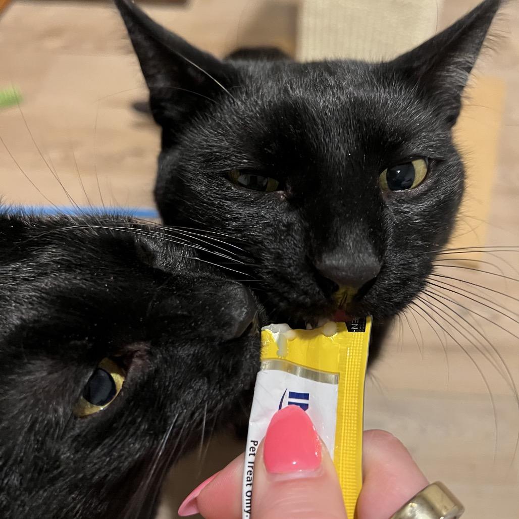 Tui, Adoptable, Adult Male Domestic Short Hair.