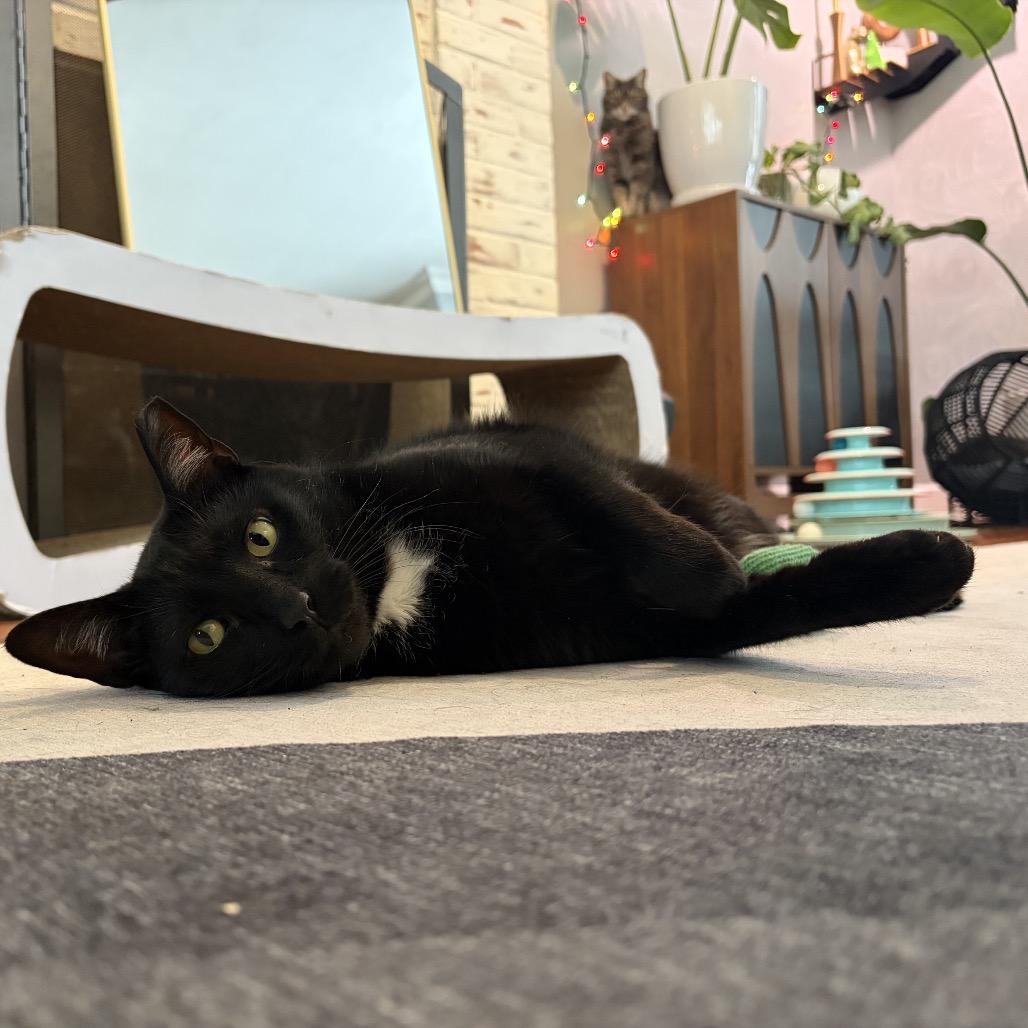 Tui, a Adoptable Domestic Short Hair in Middle Village, NY image 3/6