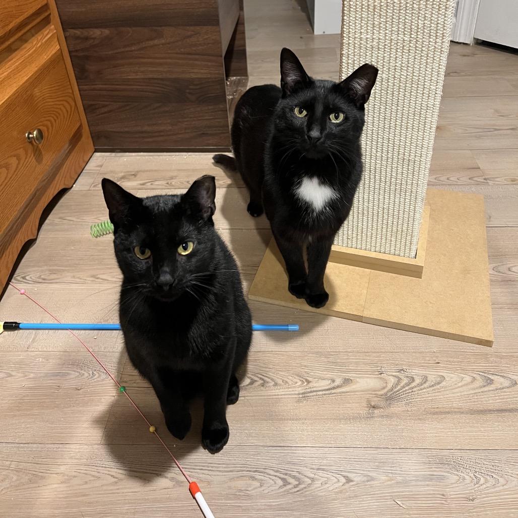 Enlarge Tui, a Adoptable Domestic Short Hair in Middle Village, NY image 2/5