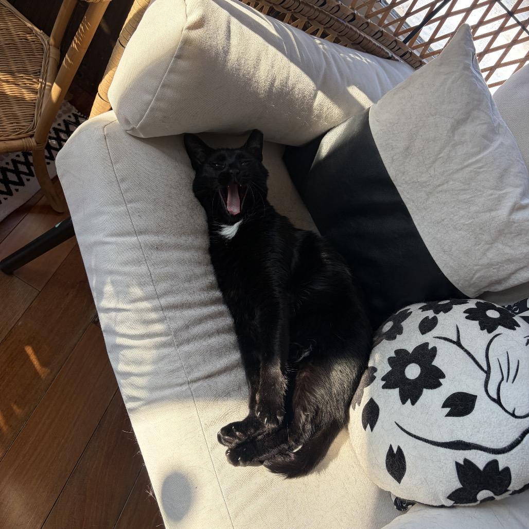Tui, a Adoptable Domestic Short Hair in Middle Village, NY image 4/6