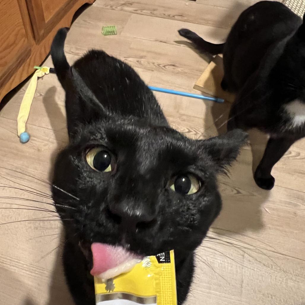 Enlarge Tui, a Adoptable Domestic Short Hair in Middle Village, NY image 3/5