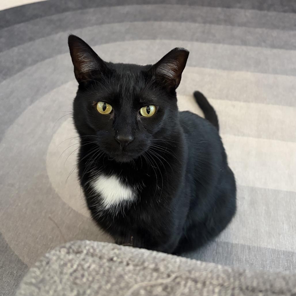 Tui, a Adoptable Domestic Short Hair in Middle Village, NY image 6/6