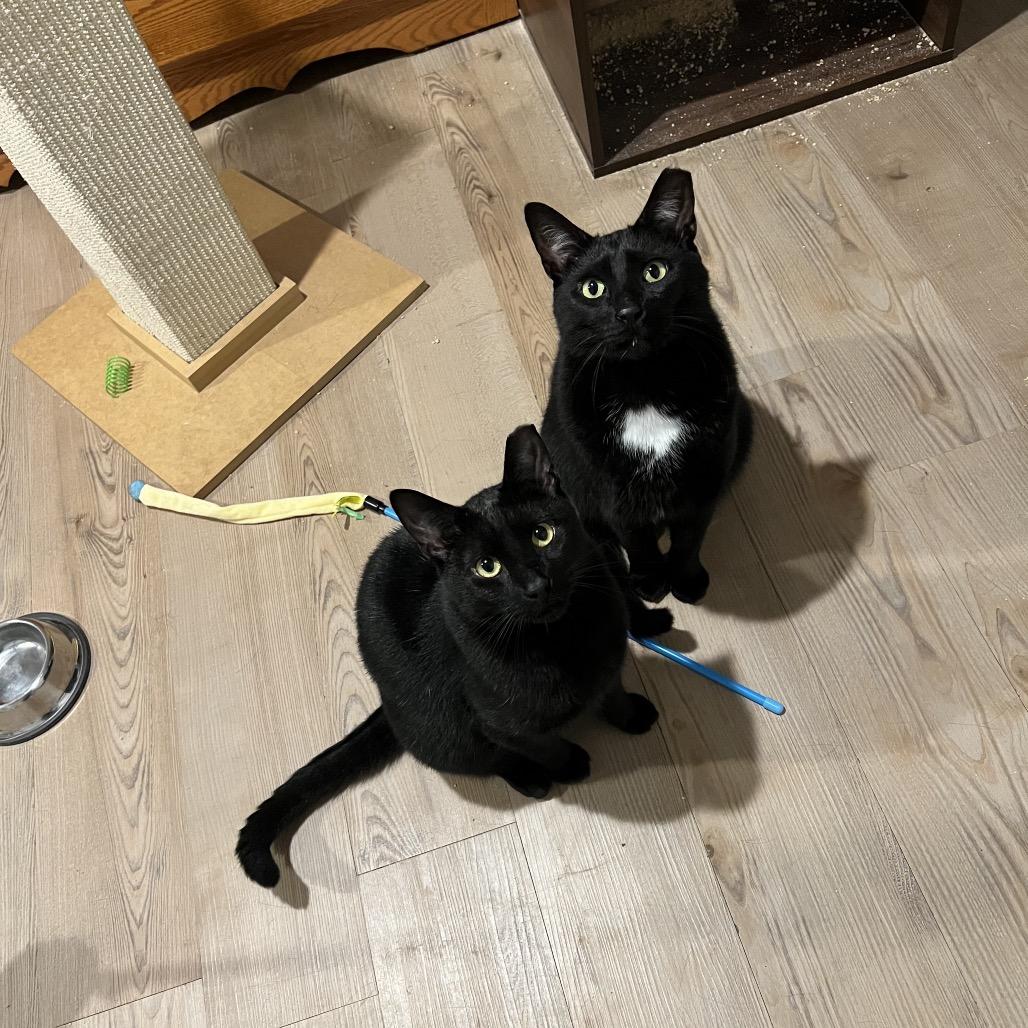 Enlarge Tui, a Adoptable Domestic Short Hair in Middle Village, NY image 5/5