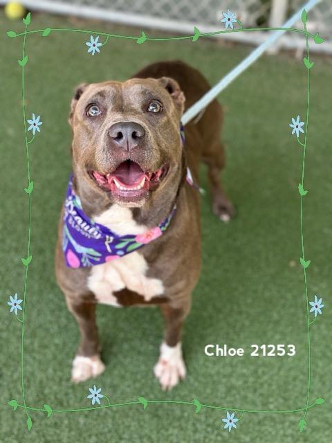 Enlarge CHLOE, a ADOPTABLE Pit Bull Terrier in Marietta, GA image 5/6