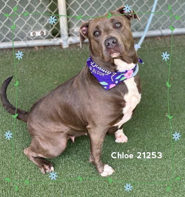 Enlarge CHLOE, a ADOPTABLE Pit Bull Terrier in Marietta, GA image 2/6