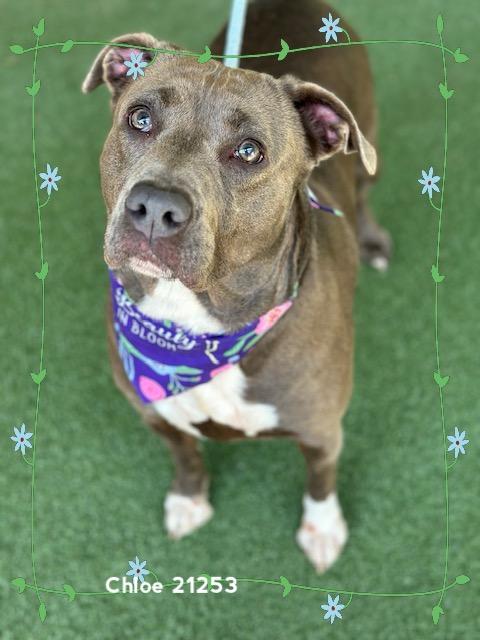 Enlarge CHLOE, a ADOPTABLE Pit Bull Terrier in Marietta, GA image 3/6