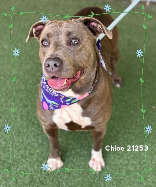 Enlarge CHLOE, a ADOPTABLE Pit Bull Terrier in Marietta, GA image 1/6