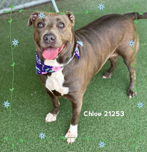 Enlarge CHLOE, a ADOPTABLE Pit Bull Terrier in Marietta, GA image 4/6