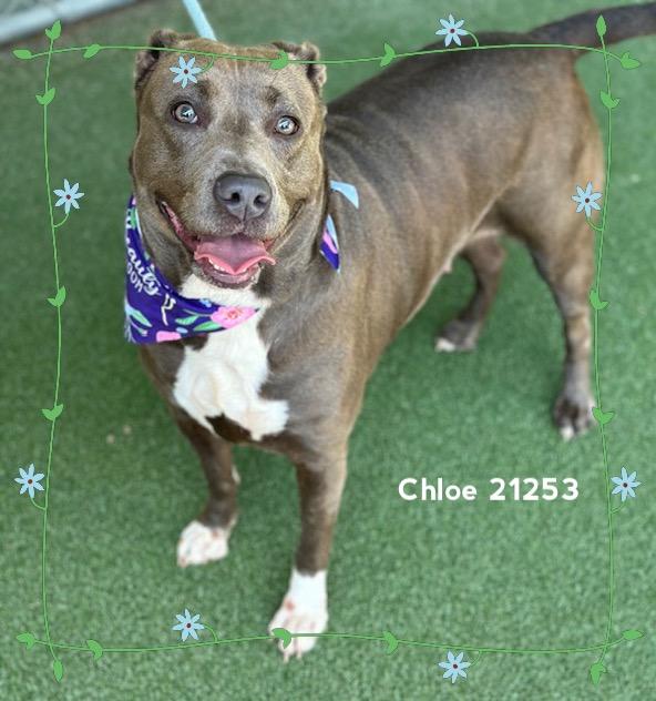 Enlarge CHLOE, a ADOPTABLE Pit Bull Terrier in Marietta, GA image 6/6
