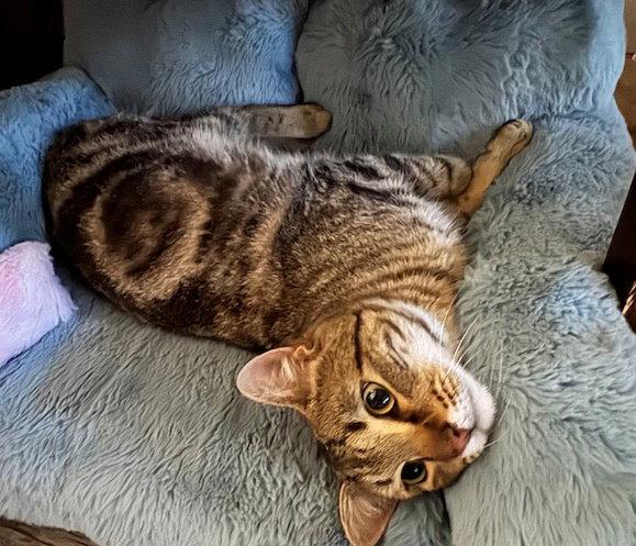 BROADWICK #2008 - Offered by Owner - exotic Tabby, Adoptable, Young Male Tabby & Exotic Shorthair.