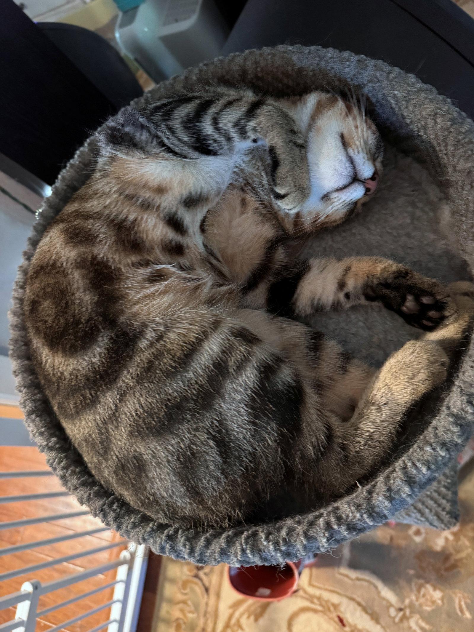 Enlarge BROADWICK #2008 - Offered by Owner - exotic Tabby, a Adoptable mixed breed in Hillsboro, OR image 2/3