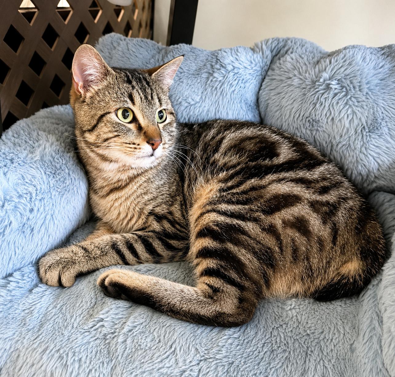 Enlarge BROADWICK #2008 - Offered by Owner - exotic Tabby, a Adoptable mixed breed in Hillsboro, OR image 3/3
