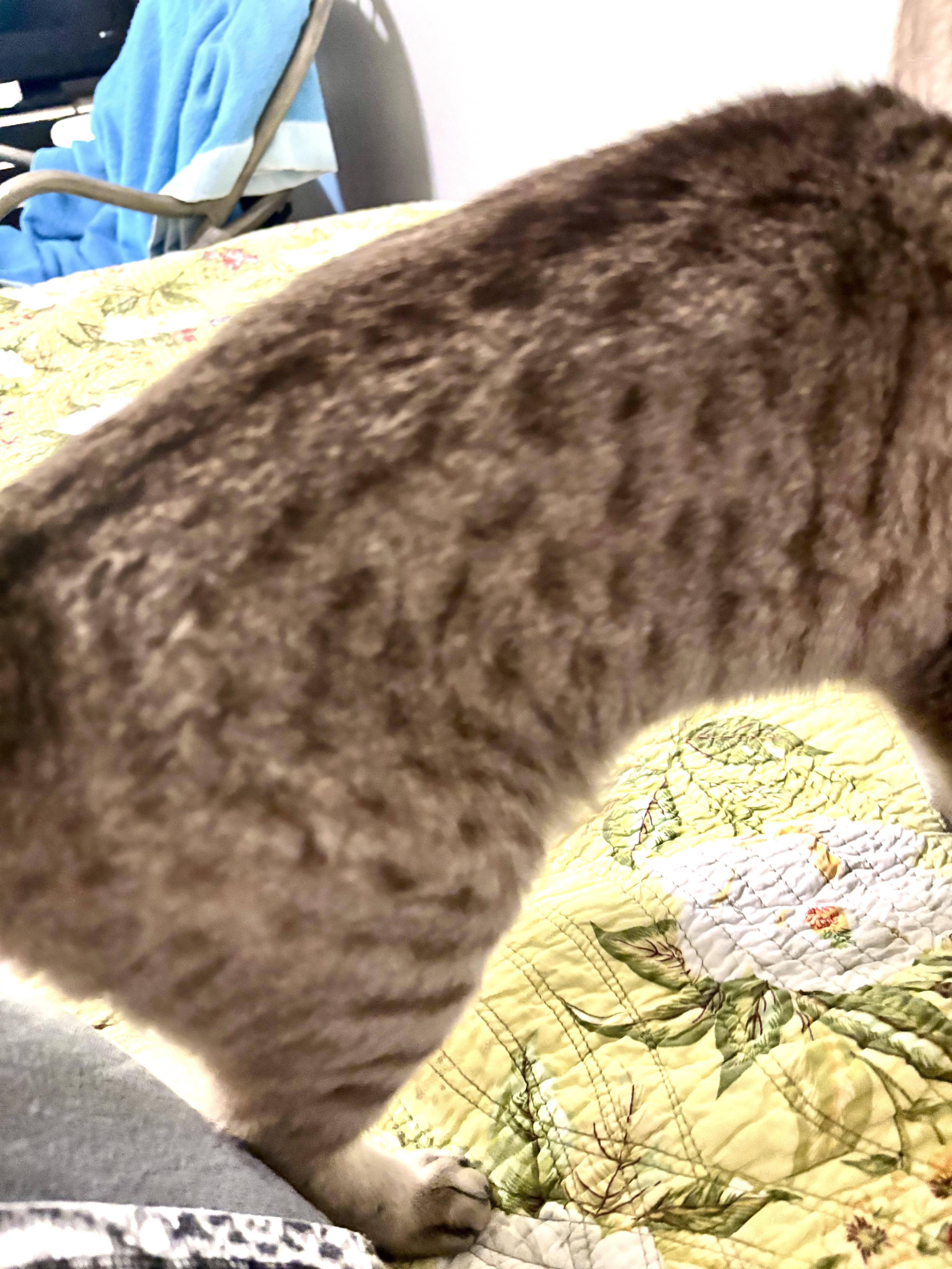 Oscar2026, a Adoptable mixed breed in Wasilla, AK image 1/5