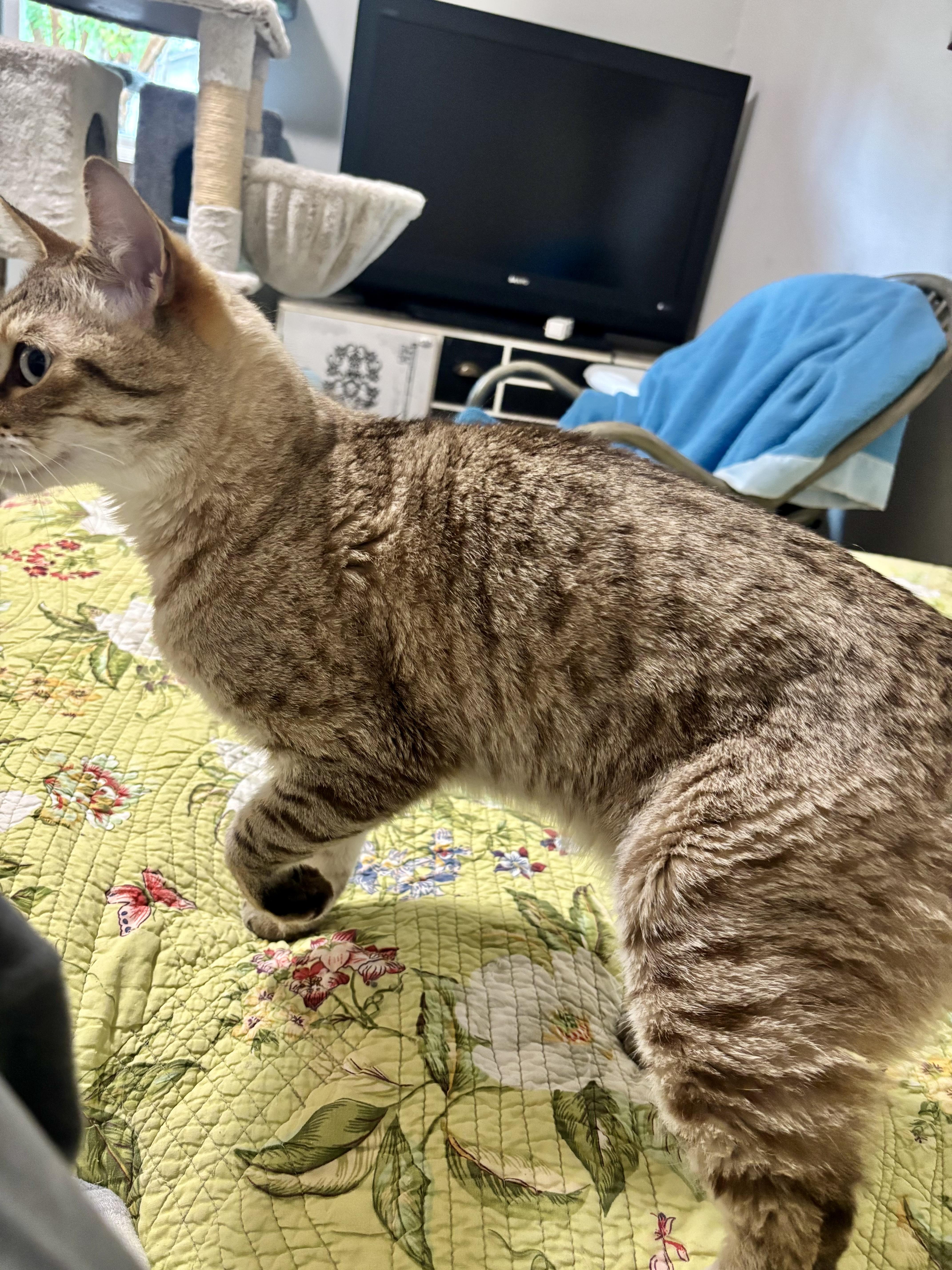 Oscar2026, a Adoptable mixed breed in Wasilla, AK image 2/5