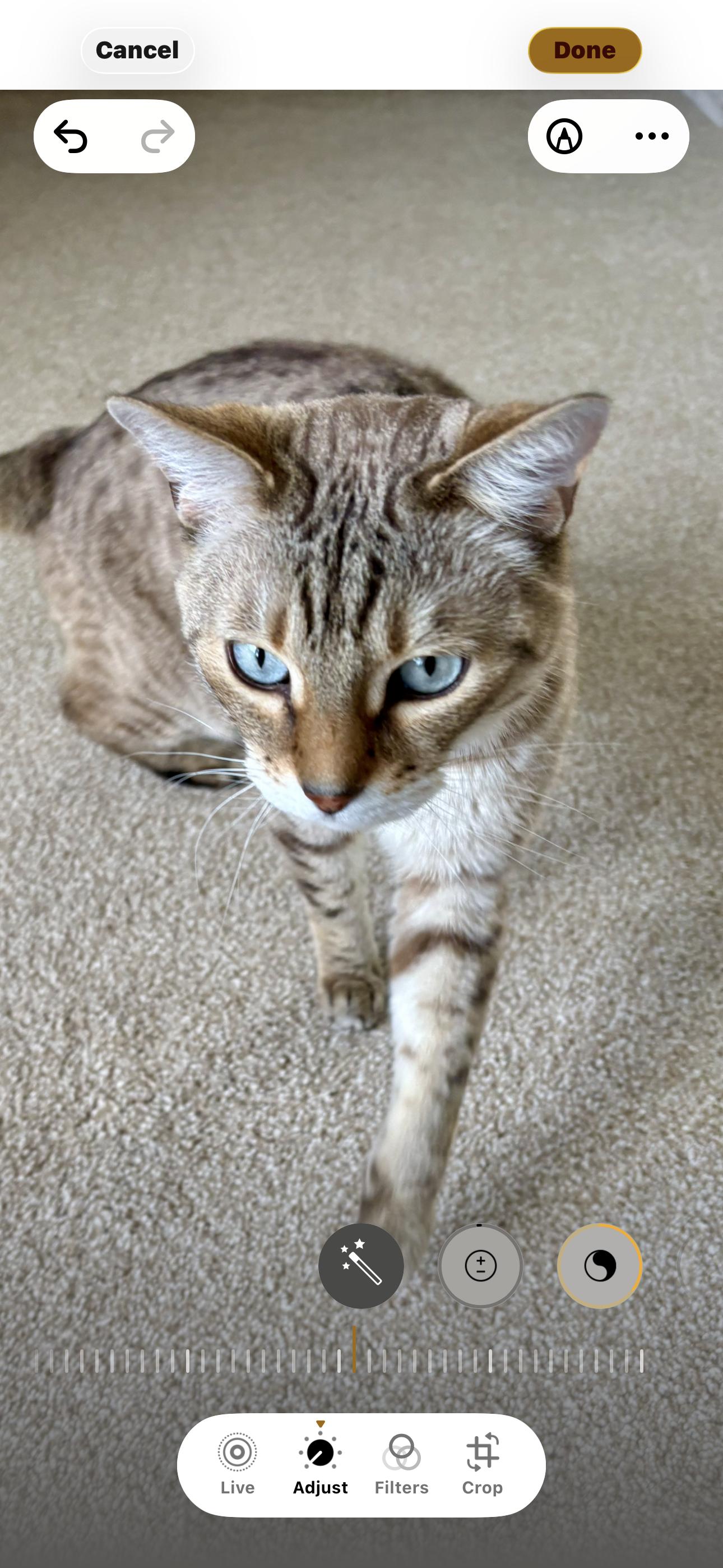 Oscar2026, a Adoptable mixed breed in Wasilla, AK image 3/5
