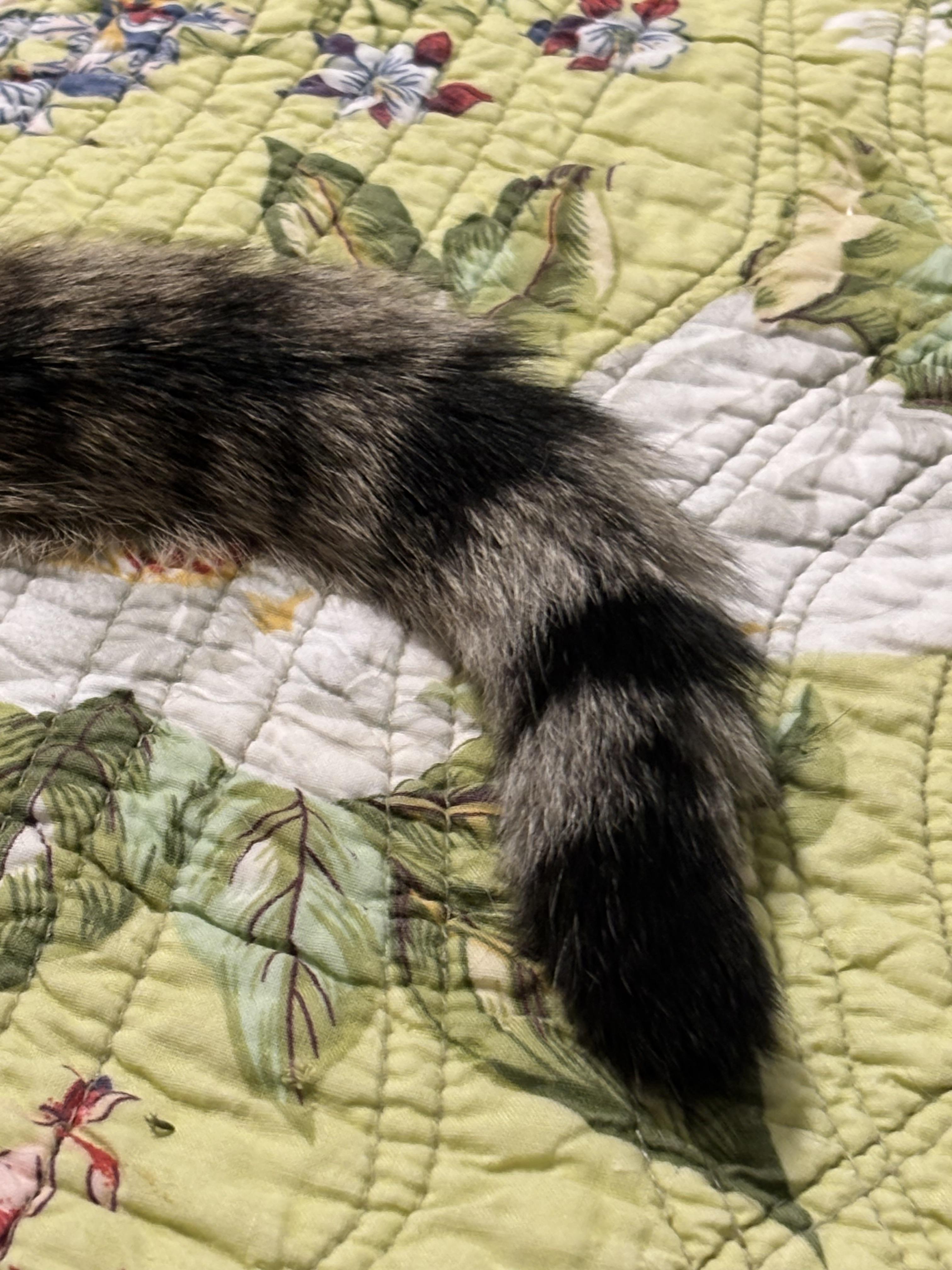 Oscar2026, a Adoptable mixed breed in Wasilla, AK image 4/5