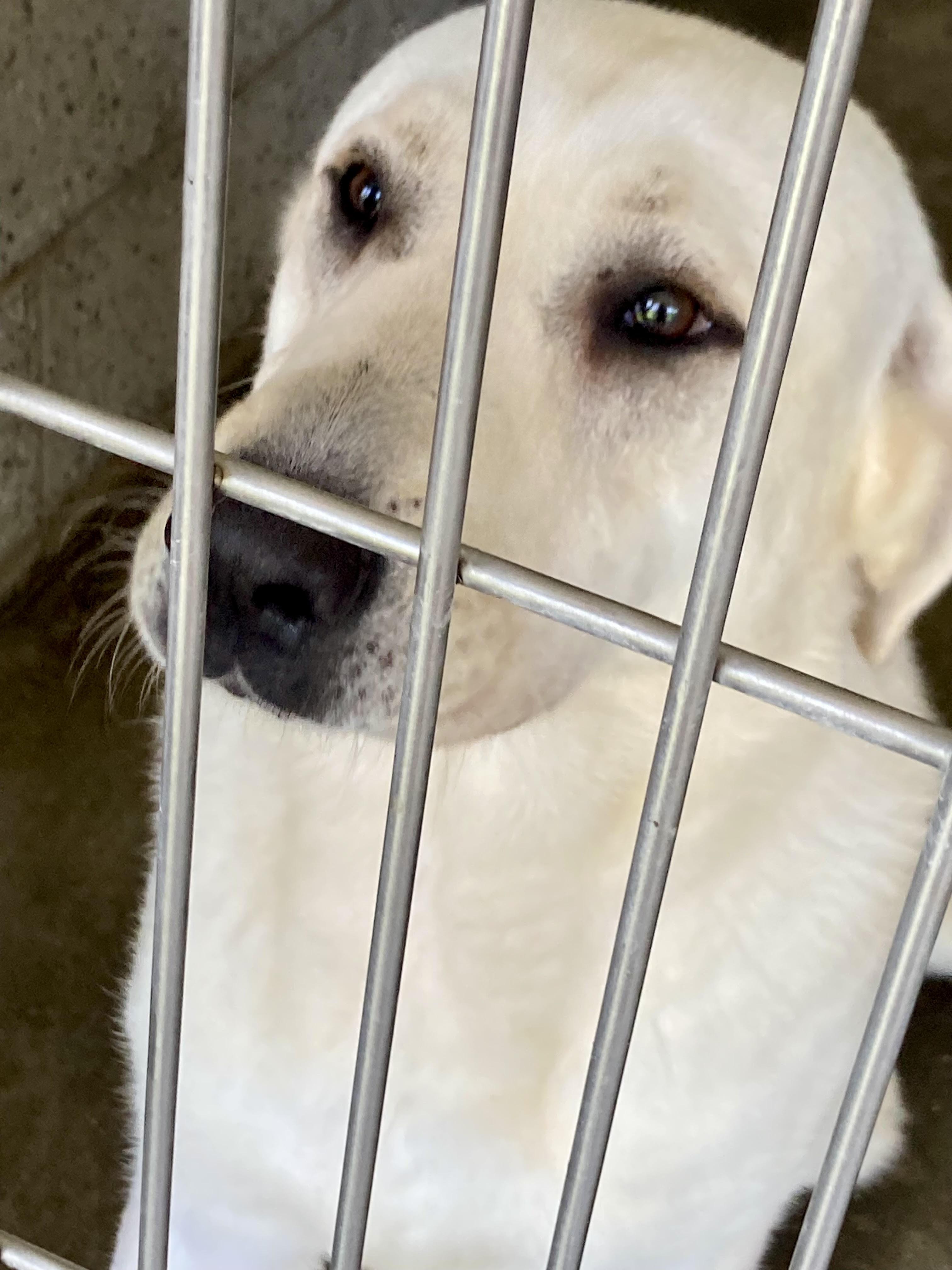 Hooper, a ADOPTABLE mixed breed in East Hartland, CT image 2/2