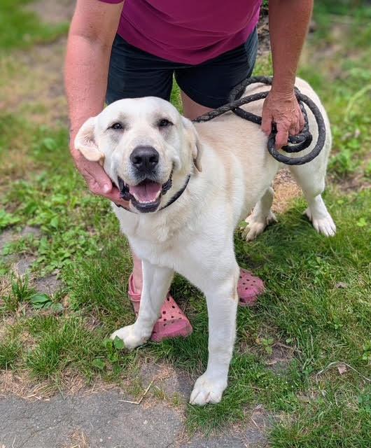 Hooper, a ADOPTABLE mixed breed in East Hartland, CT image 1/2
