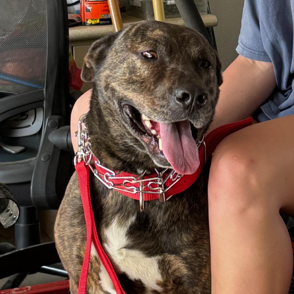 Tanner, Adoptable, Adult Male Dutch Shepherd.