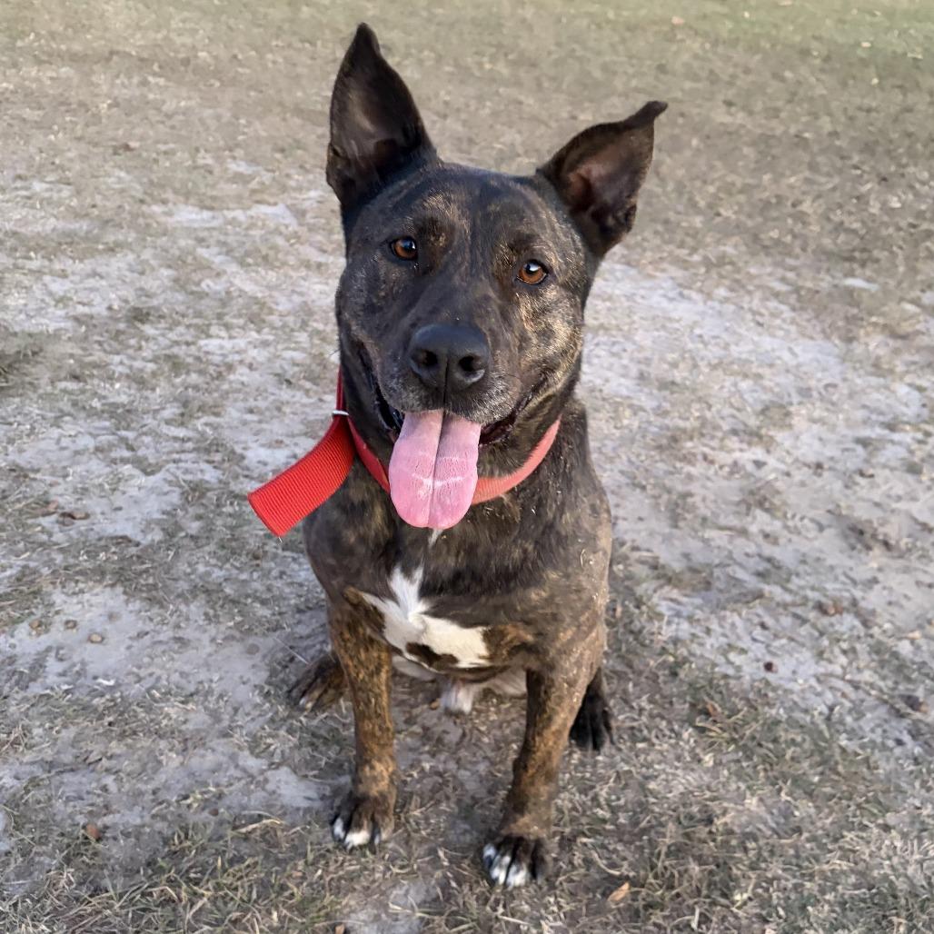 Enlarge Tanner, a Adoptable Dutch Shepherd in Sylvania, GA image 2/2