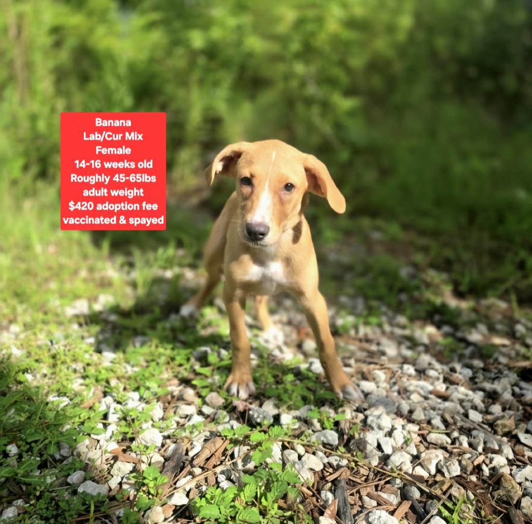Banana, ADOPTABLE, Puppy Female Labrador Retriever & Black Mouth Cur.