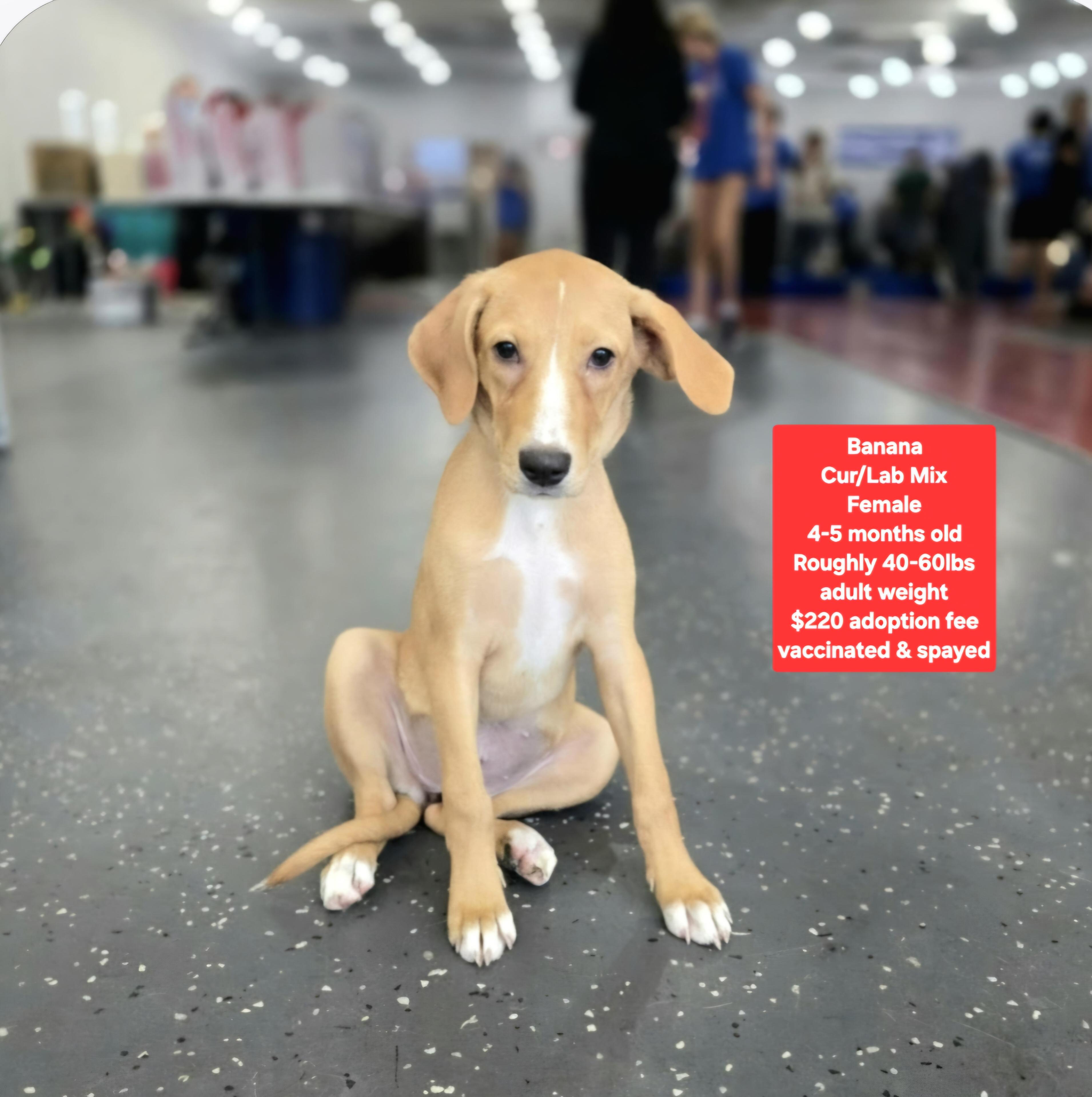 Banana, Adoptable, Puppy Female Labrador Retriever & Black Mouth Cur.