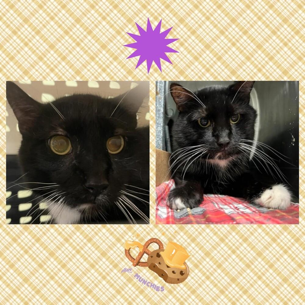 Munchie ACC, Adoptable, Adult Male Domestic Short Hair.