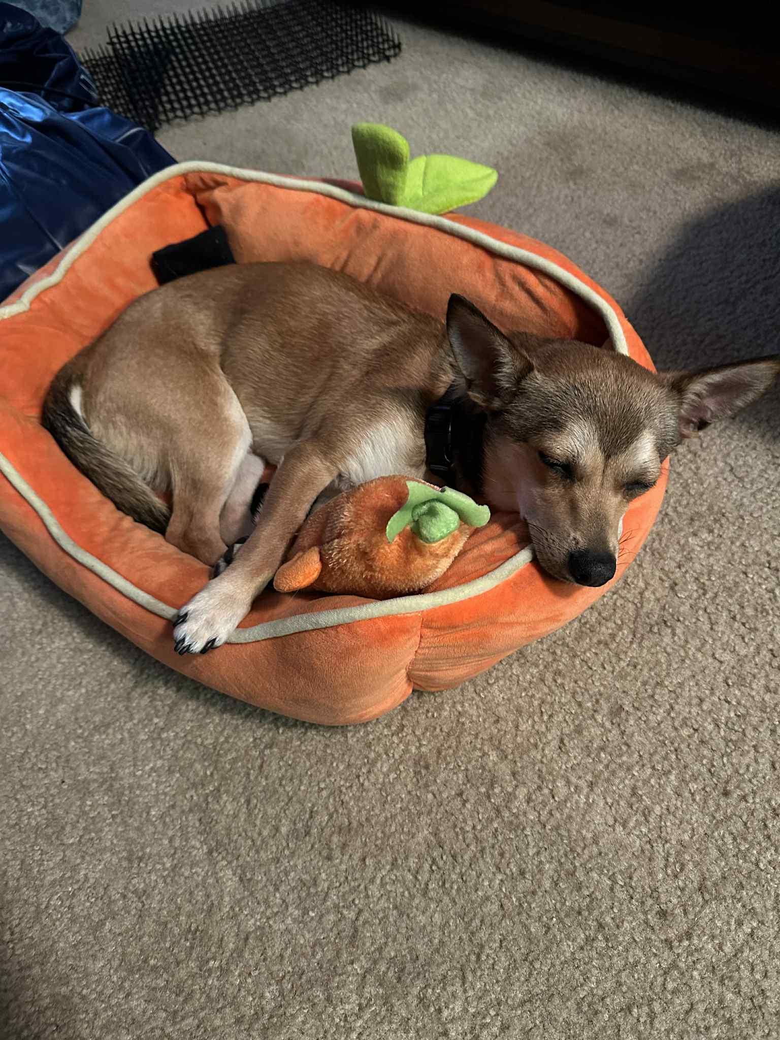Jasper photo 1