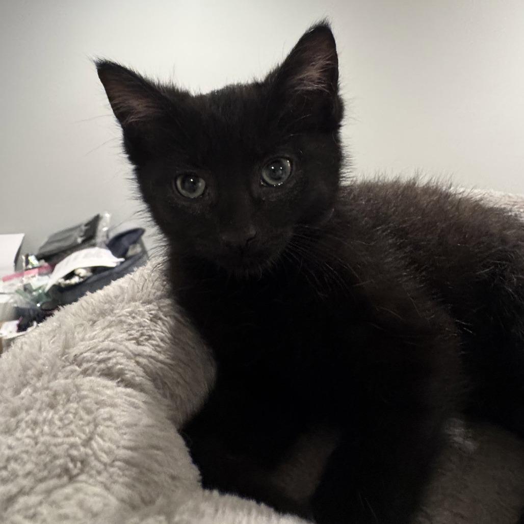Goomba, Adoptable, Kitten Male Bombay.